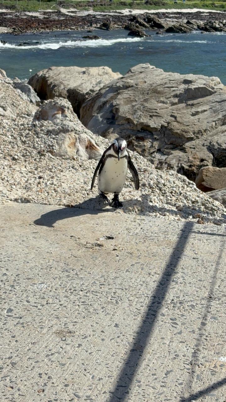 African penguin spotted during a team building coastal outing